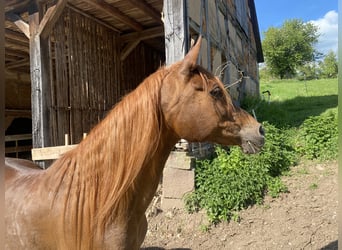 Ägyptischer Araber, Stute, 21 Jahre, 154 cm, Dunkelfuchs