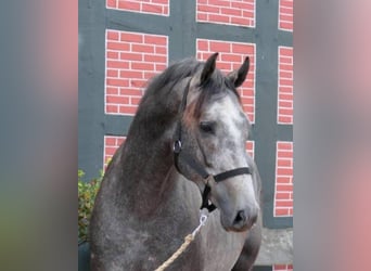 Ägyptischer Araber Mix, Stute, 26 Jahre, 170 cm, Brauner