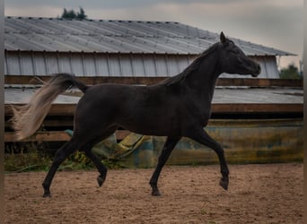 Ägyptischer Araber, Stute, 2 Jahre, 150 cm, Rappe