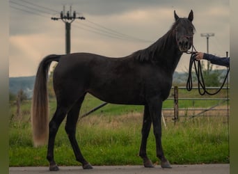 Ägyptischer Araber, Stute, 2 Jahre, 150 cm, Rappe