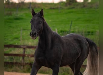 Ägyptischer Araber, Stute, 2 Jahre, 150 cm, Rappe