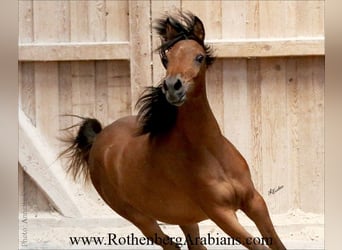 Ägyptischer Araber, Stute, 2 Jahre, 154 cm, Brauner