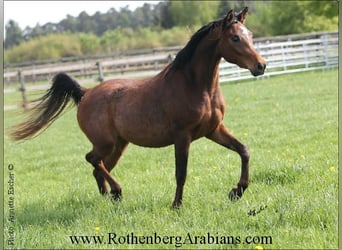 Ägyptischer Araber, Stute, 2 Jahre, 154 cm, Brauner