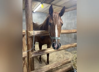 Ägyptischer Araber Mix, Stute, 2 Jahre, 155 cm, Fuchs
