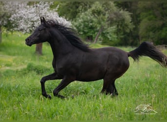 Ägyptischer Araber, Stute, 3 Jahre, 152 cm, Rappe