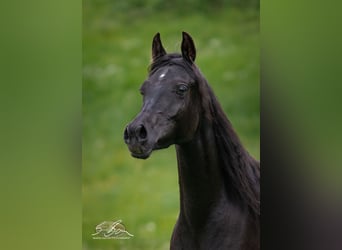 Ägyptischer Araber, Stute, 3 Jahre, 152 cm, Rappe