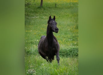 Ägyptischer Araber, Stute, 3 Jahre, 152 cm, Rappe