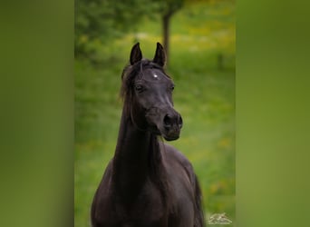 Ägyptischer Araber, Stute, 3 Jahre, 152 cm, Rappe