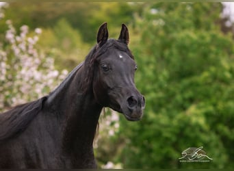 Ägyptischer Araber, Stute, 3 Jahre, 152 cm, Rappe