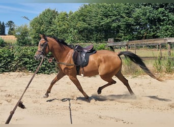 Ägyptischer Araber, Stute, 3 Jahre, 154 cm, Brauner