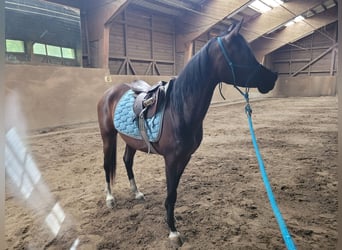 Ägyptischer Araber, Stute, 3 Jahre, Brauner