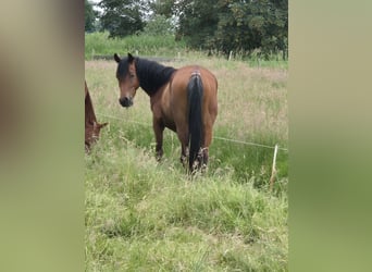 Ägyptischer Araber, Stute, 4 Jahre, 152 cm, Schimmel