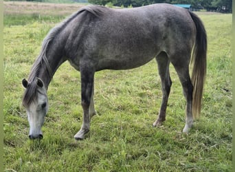 Ägyptischer Araber, Stute, 4 Jahre, 152 cm, Schimmel