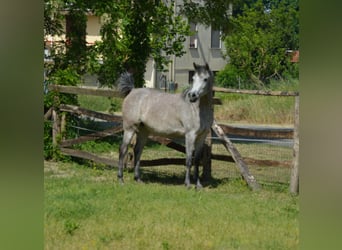 Ägyptischer Araber, Stute, 4 Jahre, 154 cm, Schimmel