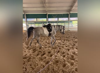 Ägyptischer Araber, Stute, 4 Jahre, 155 cm, Schimmel