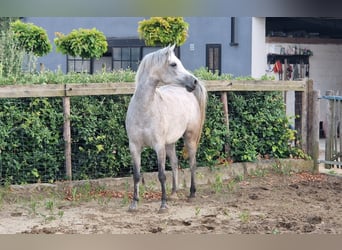 Ägyptischer Araber, Stute, 5 Jahre, 147 cm, Fliegenschimmel