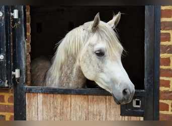 Ägyptischer Araber, Stute, 5 Jahre, 147 cm, Fliegenschimmel