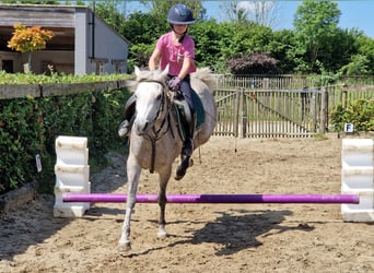 Ägyptischer Araber, Stute, 5 Jahre, 147 cm, Fliegenschimmel