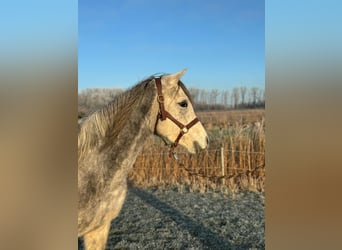 Ägyptischer Araber, Stute, 5 Jahre, 152 cm, Fliegenschimmel