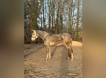 Ägyptischer Araber, Stute, 5 Jahre, 152 cm, Fliegenschimmel