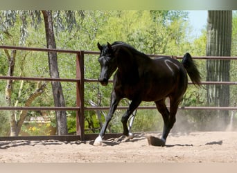 Ägyptischer Araber, Stute, 5 Jahre, 152 cm, Rappe