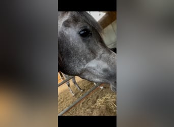 Ägyptischer Araber, Stute, 5 Jahre, Schimmel