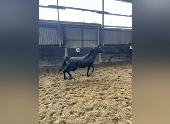 Ägyptischer Araber, Stute, 6 Jahre, 147 cm, Rappe