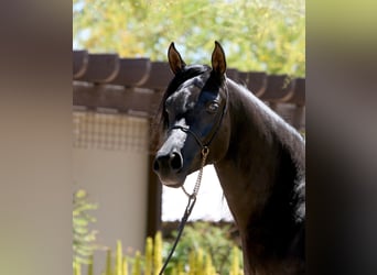 Ägyptischer Araber, Stute, 6 Jahre, 152 cm, Rappe