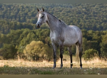 Ägyptischer Araber, Stute, 6 Jahre, 154 cm, Fliegenschimmel