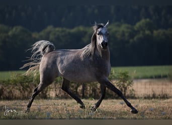 Ägyptischer Araber, Stute, 6 Jahre, 154 cm, Fliegenschimmel