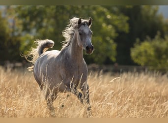 Ägyptischer Araber, Stute, 6 Jahre, 154 cm, Fliegenschimmel