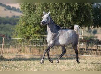 Ägyptischer Araber, Stute, 6 Jahre, 154 cm, Fliegenschimmel