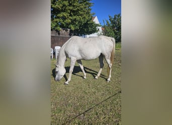 Ägyptischer Araber, Stute, 6 Jahre, Schimmel