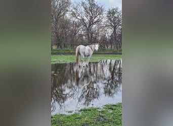 Ägyptischer Araber, Stute, 6 Jahre, Schimmel