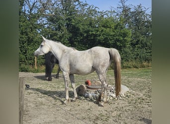 Ägyptischer Araber, Stute, 6 Jahre, Schimmel