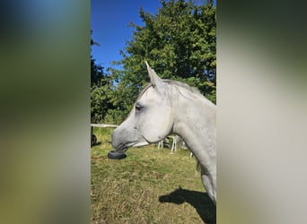 Ägyptischer Araber, Stute, 6 Jahre, Schimmel