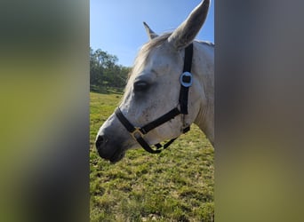 Ägyptischer Araber, Stute, 6 Jahre, Schimmel