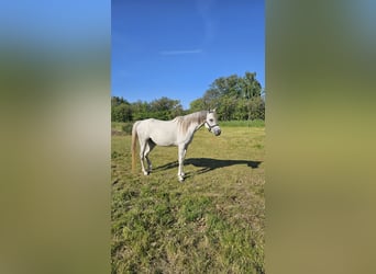 Ägyptischer Araber, Stute, 6 Jahre, Schimmel