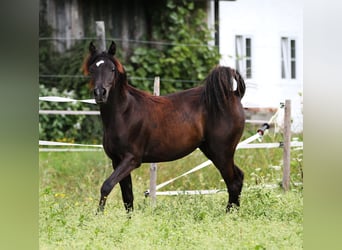 Ägyptischer Araber, Stute, 7 Jahre, 149 cm, Rappe