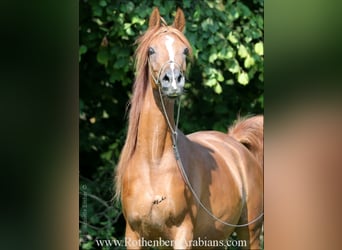 Ägyptischer Araber, Stute, 7 Jahre, 152 cm, Schimmel