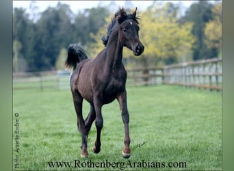 Ägyptischer Araber, Stute, 7 Jahre, 153 cm, Rappe