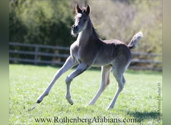 Ägyptischer Araber, Stute, 7 Jahre, 153 cm, Rappe