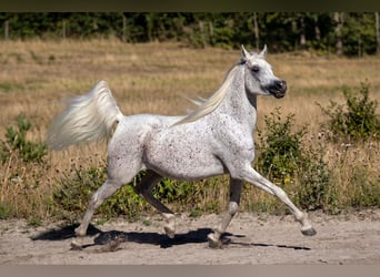 Ägyptischer Araber, Stute, 7 Jahre, 154 cm, Fliegenschimmel