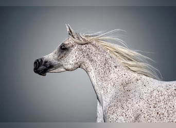 Ägyptischer Araber, Stute, 7 Jahre, 154 cm, Fliegenschimmel