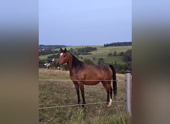 Ägyptischer Araber Mix, Stute, 8 Jahre, 151 cm, Brauner