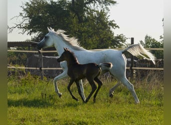 Ägyptischer Araber, Stute, 9 Jahre, 153 cm, Schimmel