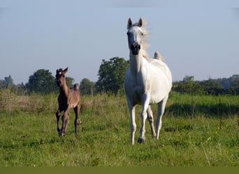 Ägyptischer Araber, Stute, 9 Jahre, 153 cm, Schimmel