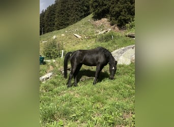 Ägyptischer Araber, Stute, 9 Jahre, Rappe