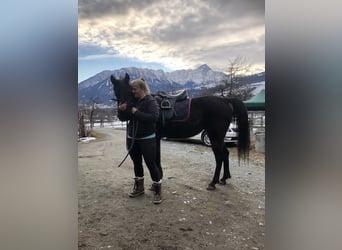 Ägyptischer Araber, Stute, 9 Jahre, Rappe