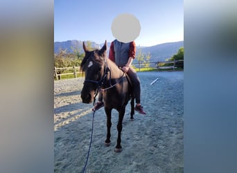 Ägyptischer Araber, Stute, 9 Jahre, Rappe